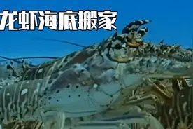 龙虾海底排队进行搬家，竟遭到鳞鲀群的袭击视频封面