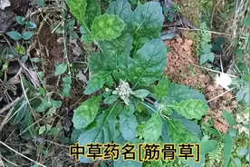 中草药名[筋骨草]别名金疮小草，全草入药。味苦性寒。