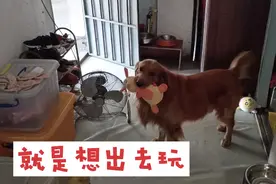 大金毛叼着自己的玩具直哼哼，他到底想要干嘛？