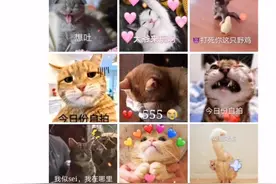 可爱小猫表情包视频封面
