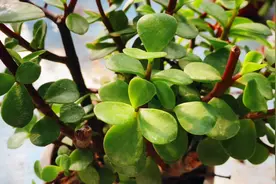 夏天金枝玉叶做好这些养护，生长旺盛不掉叶！