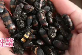 斑蝥，这个植物的害虫，想不到也是一味中药材吧。