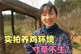 实拍300亩养鸡场地，一年4000只鸡结果是寸草不生吗？不需要担心视频封面