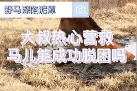 野马深陷泥潭，大叔热心营救，马儿能成功脱困吗