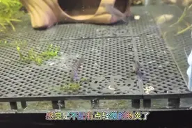 鱼有肠炎了，没有庆大的我下了一点盐，观察观察。