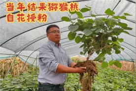 盆里栽下3年的猕猴桃结了8个果，一棵结果不用授粉树，这品种不赖视频封面