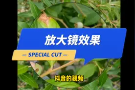 抖音视频的放大镜效果怎么用剪映做出来？简单教你学会视频封面