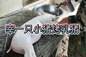 宰杀一头小猪烤乳猪各位老铁勿喷，我也是生活所迫