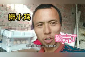 孵小鸡，农村照明电晚上12点后2角多一度°21天才用10元多电费视频封面