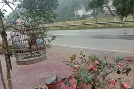 让画眉鸟快速提性