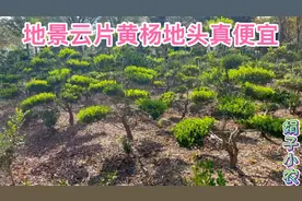 娟子给朋友找云片地景黄杨，直接到了地头，价格便宜质量好视频封面