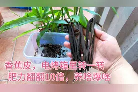 香蕉皮不用发酵，电烤箱里“转一转”肥力翻10倍，养什么花都爆盆