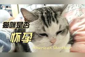 猫咪具有这6个明显特征，判断可能是怀孕啦