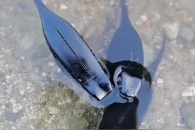 黑鱼吃蝌蚪？视频封面