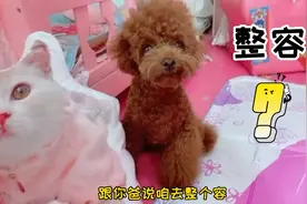 老姑让嘟嘟去整容，嘟嘟一头雾水的表示不理解！