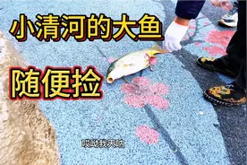 济南雨后小清河的大鱼都出来了，随便捡，只是不知道这工具安全不视频封面