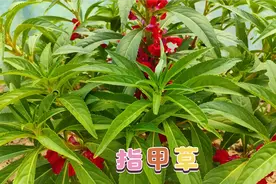 指甲草不仅开花鲜艳，而且作用也挺多，治灰指甲效果特别好。