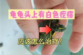 龟龟头上出现白色疙瘩，应该怎么做呢？视频封面