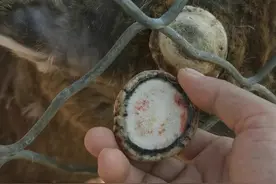 梅花鹿取鹿角冒