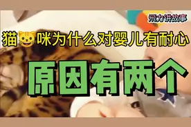 猫咪为什么对婴儿小孩有耐心，看完就会明白。