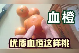 从业30年水果老板揭秘：又到吃血橙的季节，优质塔罗科血橙这样挑视频封面
