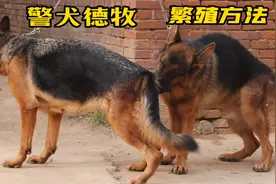 德牧搭配方法，技术全面，配种带胎以及产前产后注意事项详细解说