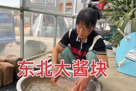 东北老妈做了15个大酱块，发酵81天，全部长满黄绿色的醭才能刷洗