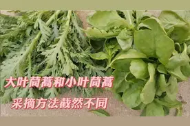 大叶茼蒿和小叶茼蒿摘越摘越多的小窍门，方法却截然不同！