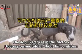 狗狗腹部长了一个很大的肿囊。走路都费劲。不知道是怎么生活的。视频封面