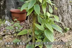 这里算不算名贵中药“浙江雪里开”培育基地？我用行动来证明一切