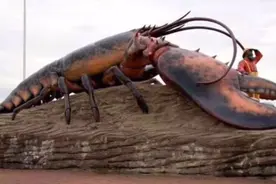 世界上最大的龙虾王，体重40斤寿命130岁，大钳子比人的胳膊还粗视频封面