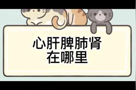 心肝脾肺肾在哪里？快来看一看，视频封面