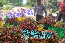 广西黑叶荔第一镇（新棠镇）新鲜荔枝果正式上市，看看这品种咋样视频封面