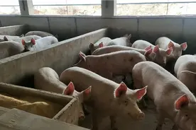 小霞带大家参观猪场，看看猪的长是如何，个个胖嘟嘟视频封面