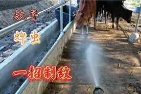 牛场一到夏天到处都是蚊虫，喷上辛硫磷整个世界都安静了