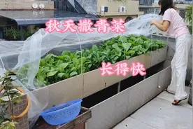 秋天撒播这几种青菜，掌握4个步骤，不怕晒长得快，天天有菜采