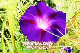 教你拍摄天然颜色的牵牛花技巧