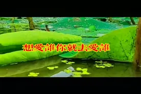 伤感抒情歌曲《想爱谁你就去爱谁》。视频封面