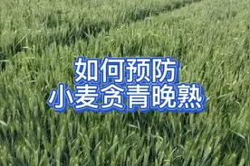 如何预防小麦贪青晚熟视频封面