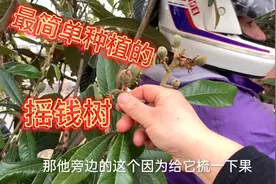 淳妈在日本种枇杷，这样施肥是关键，果子个个大又甜