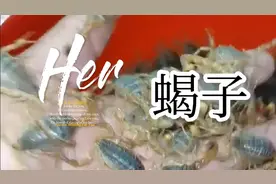 蝎子不仅可以加工成中药材，还可以泡酒喝，对身体很好哦