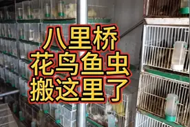 八里桥市场拆除后花鸟鱼虫商户搬到哪里了？又发现一个聚集地视频封面