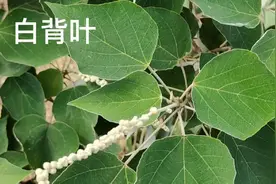 白背叶，它的根部是很好的药材，见到别错过，用来煲汤好处真多