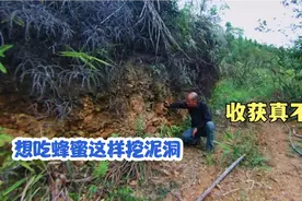 光头仔摸清蜜蜂喜欢住的方位，路边挖上几个泥洞，想吃蜂蜜不用愁