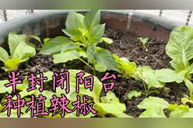 买回来的辣椒苗不要着急种，先缓苗，分享种植辣椒的详细过程视频封面