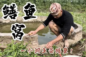 拐哥在储水池发现鳝鱼窝，一个洞惊现五个鳝鱼头，鳝鱼抢着咬引条