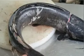 饭店特色菜一天卖几十份 很多人没有吃过 陕北傻子鱼有吃过的吗？