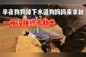 野外安营半夜有狗狂叫，原来是狗妈妈求救，一夜为睡，终于救出视频封面