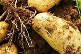 土豆膨大期，用它喷一喷，亩增产上千斤视频封面