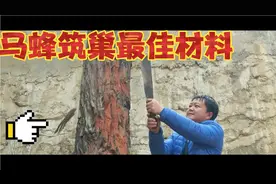 马蜂是用什么材料筑巢的？很多人都不知道，今天去找马蜂筑巢材料